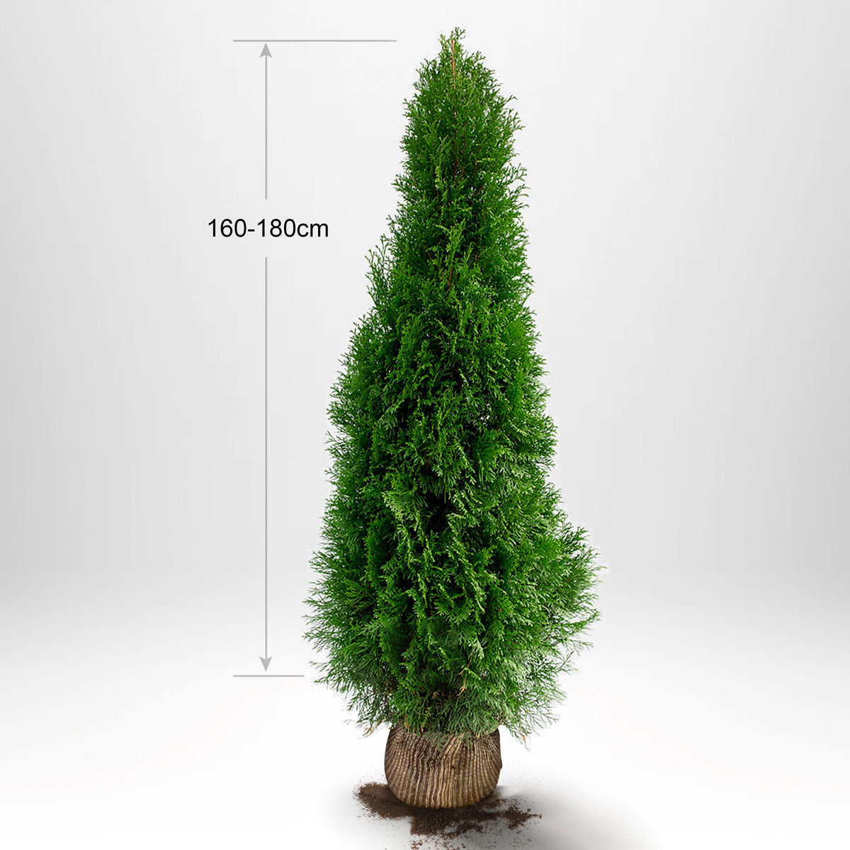 Thuja Smaragd 160-180 cm, RB, Kvalitet: Landskapskvalitet
